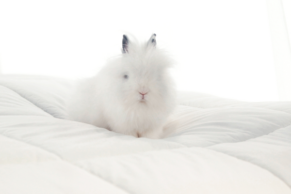Miracle Comforter